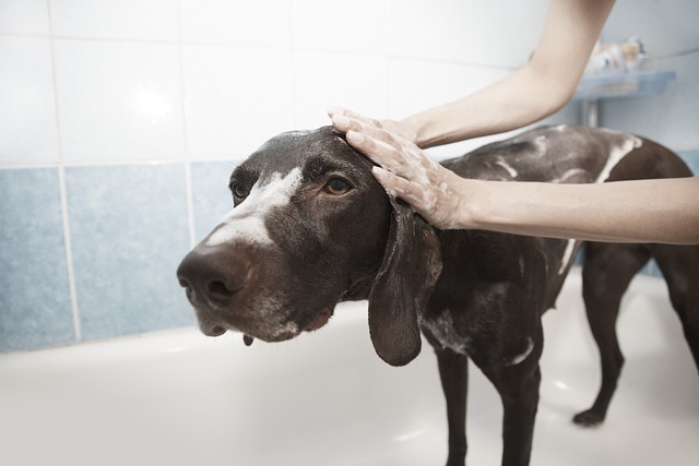 dog in bath